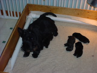 Austin-Harley pups