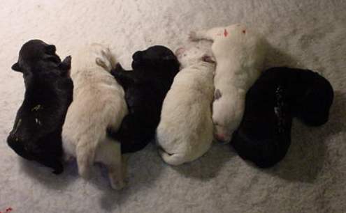 Bruce-Reba pups