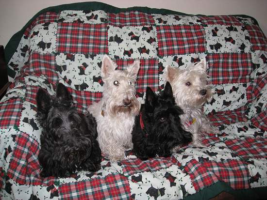 Susan's Durango Gang BEFORE...