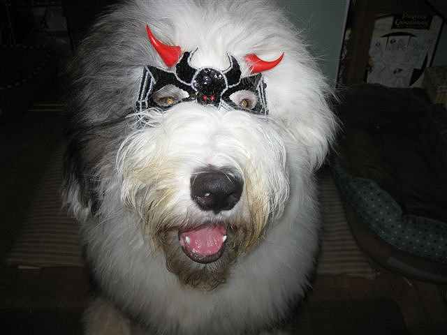 Draco in his Halloween mask!