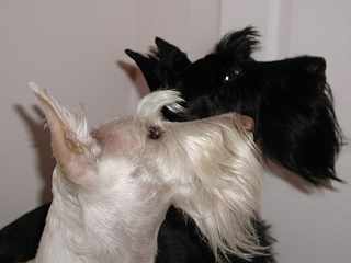 Duncan MacNab & Fitzroy  MacTavish