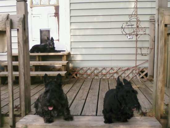 Beth's furkids