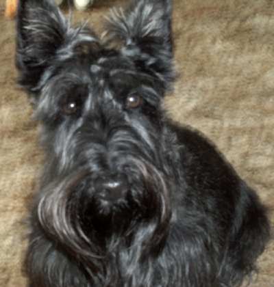 Maggie