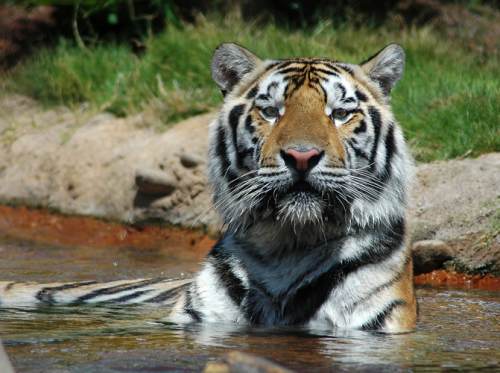 Mike VI