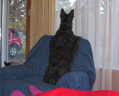 Riley, barking at window