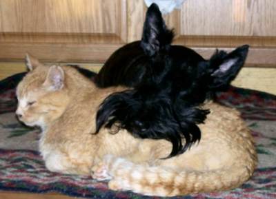 Siddhartha, with Scottie pal, Rammbler