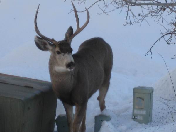 Deer - NOT a zoom lens.....actual distance from HOUSE!!