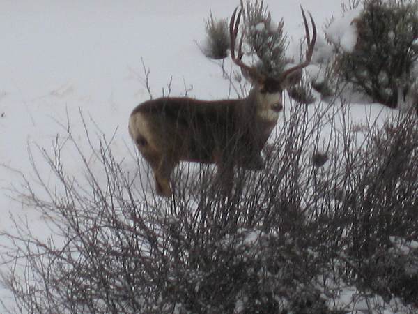 deer visitor