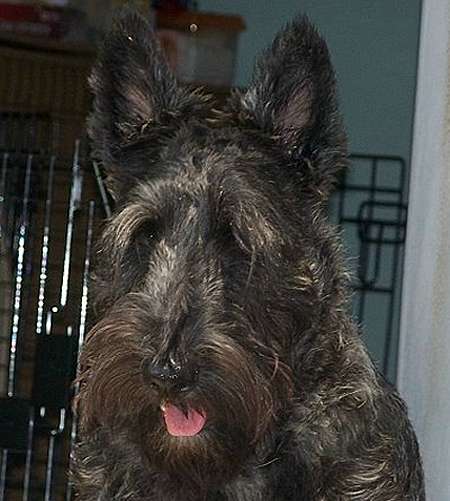 Teddy