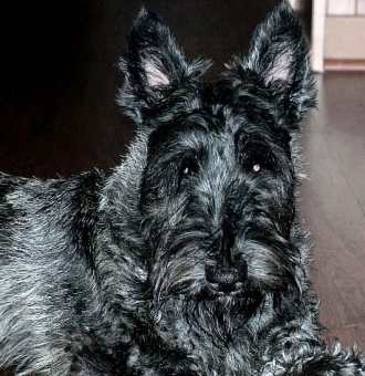 Teddy